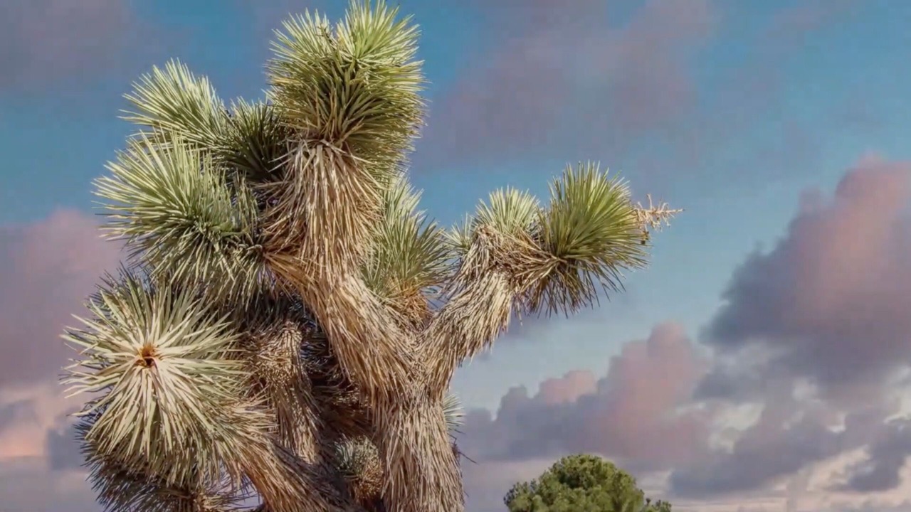 Photo of Others in Yucca Valley