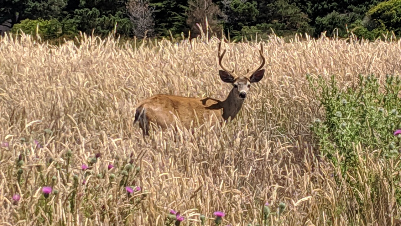 Photo of Others in Sea Ranch