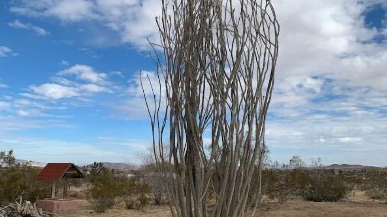 Photo of Others in Yucca Valley