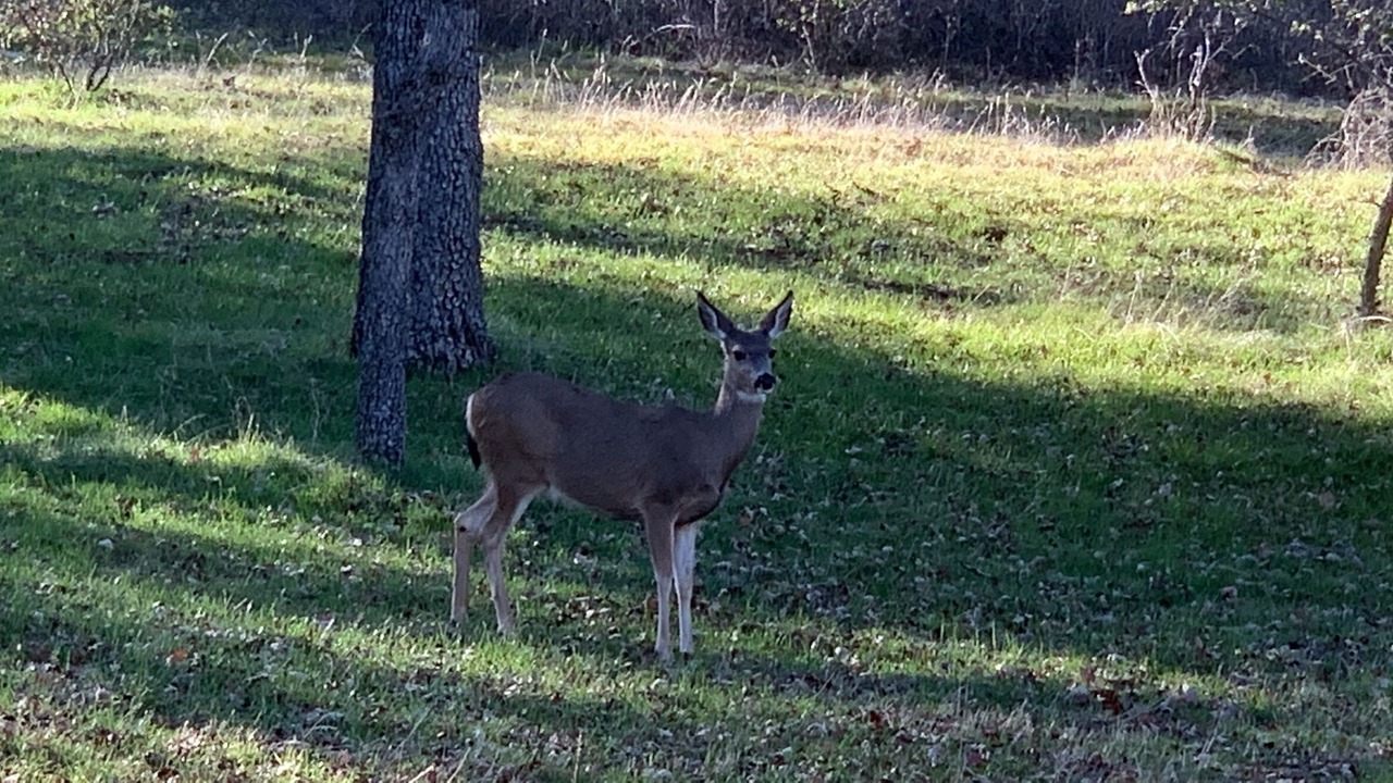 Photo of Others in Mariposa