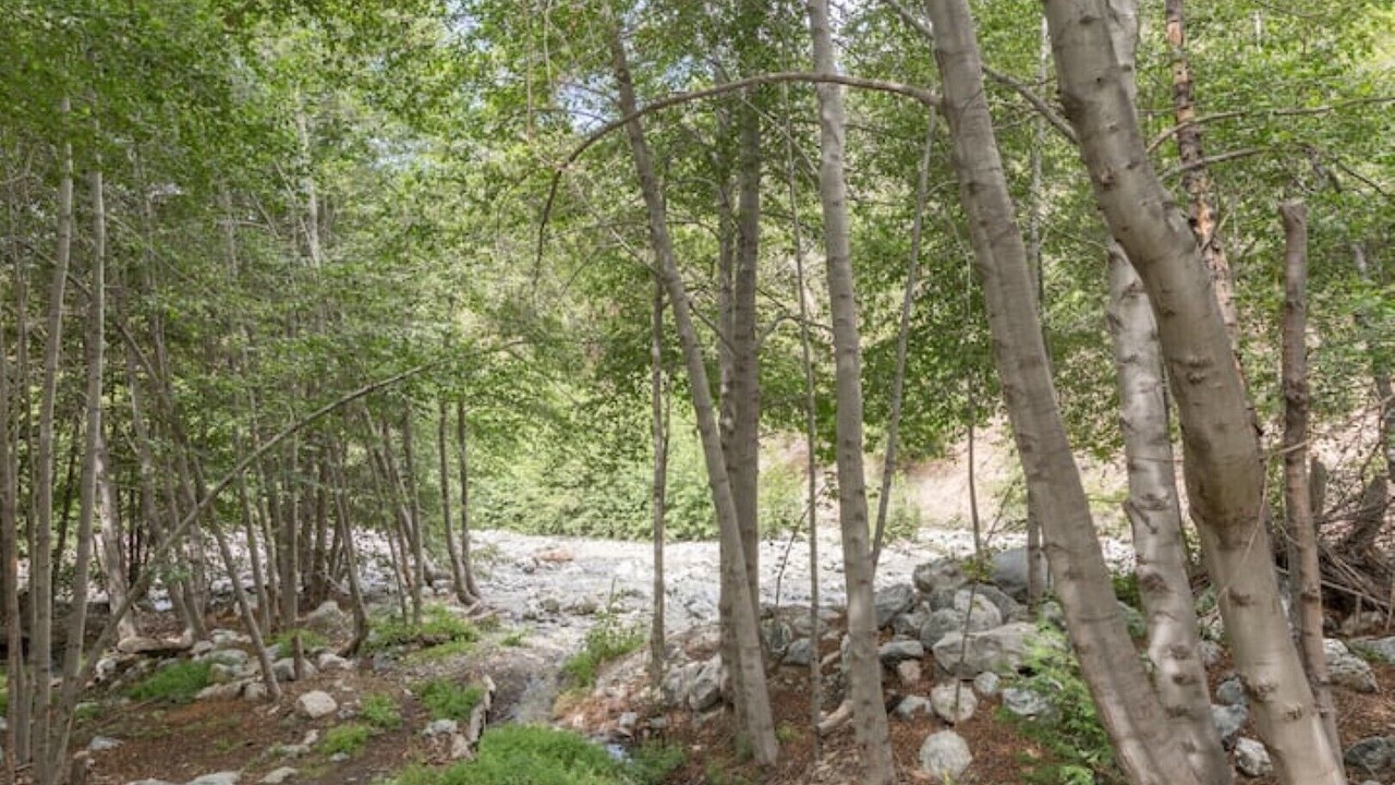 Photo of Outdoor in Forest Falls