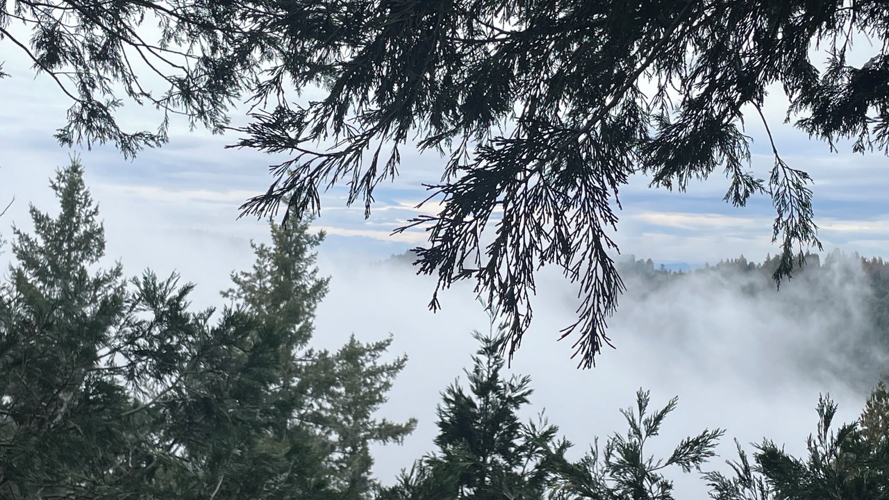 Photo of Others in Cedarpines Park
