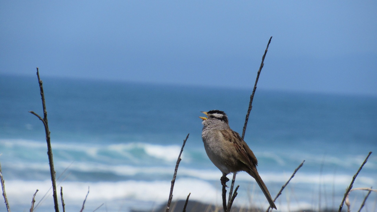 Photo of Others in Fort Bragg
