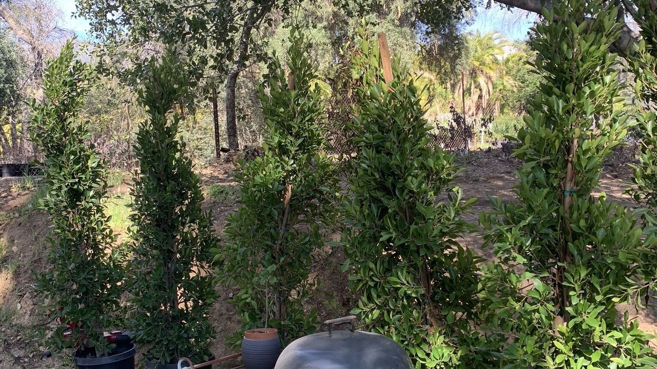 Photo of Outdoor in Altadena