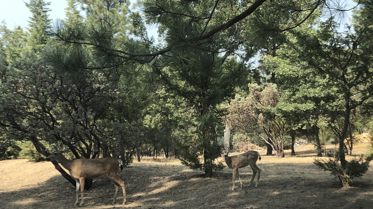 Photo of Outdoor in Wishon