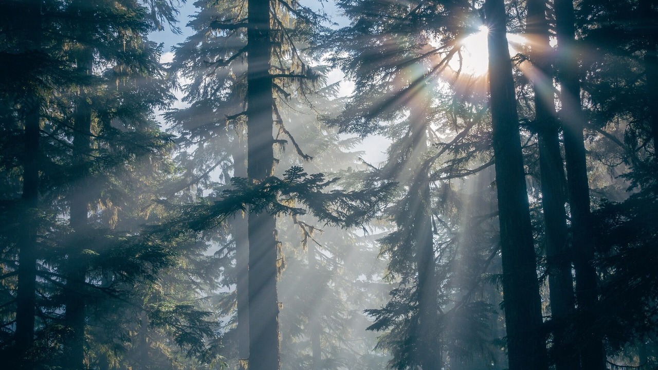 Photo of Others in Twin Peaks