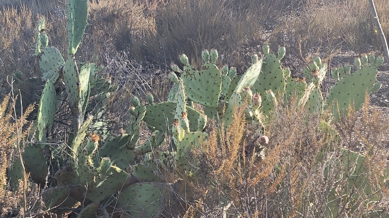 Photo of Others in Coto de Caza