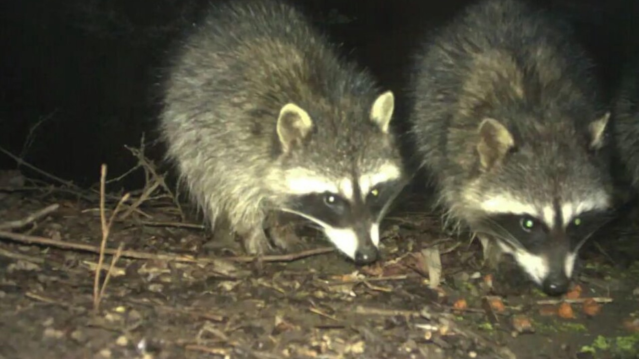 Photo of Others in Springville