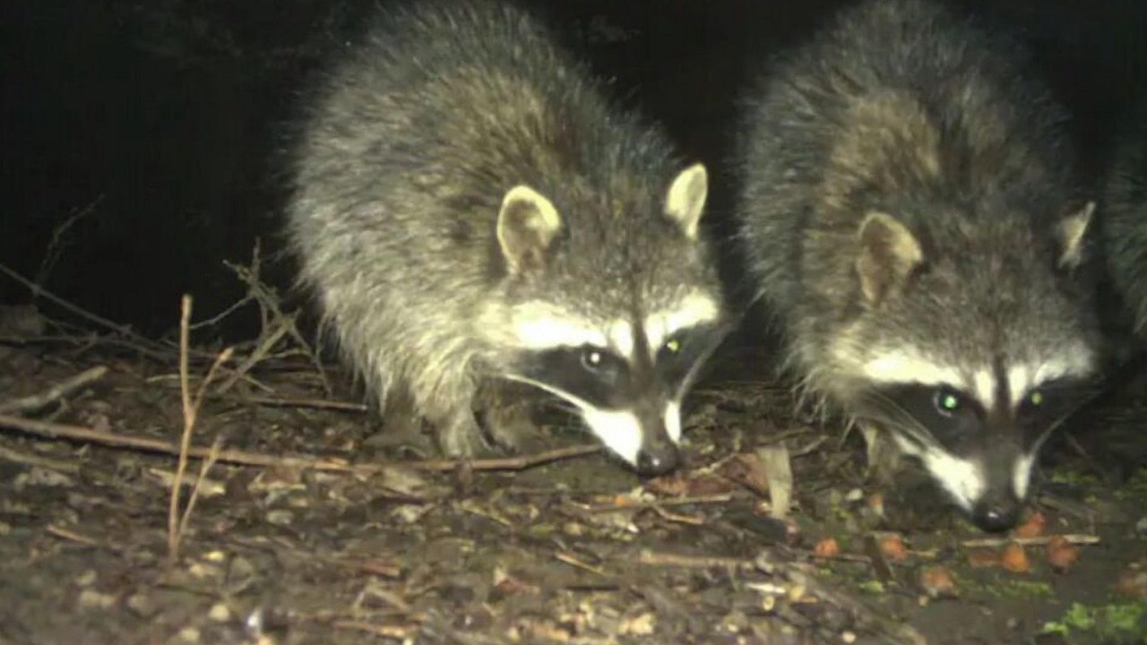 Photo of Others in Springville