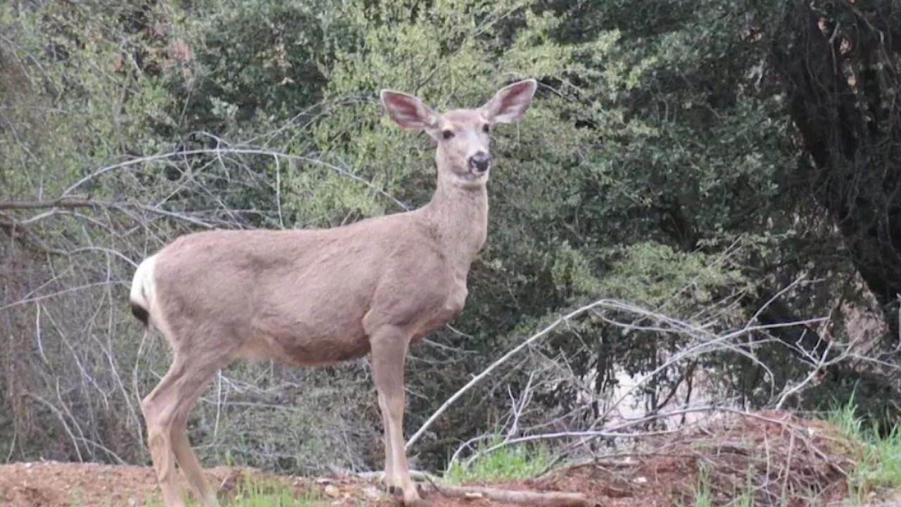 Photo of Outdoor in Springville