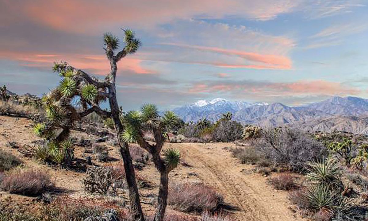 Photo of Others in Yucca Valley
