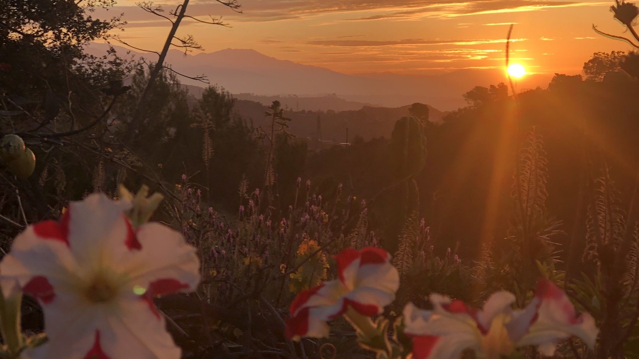 Photo of Outdoor in Hollywood Hills West