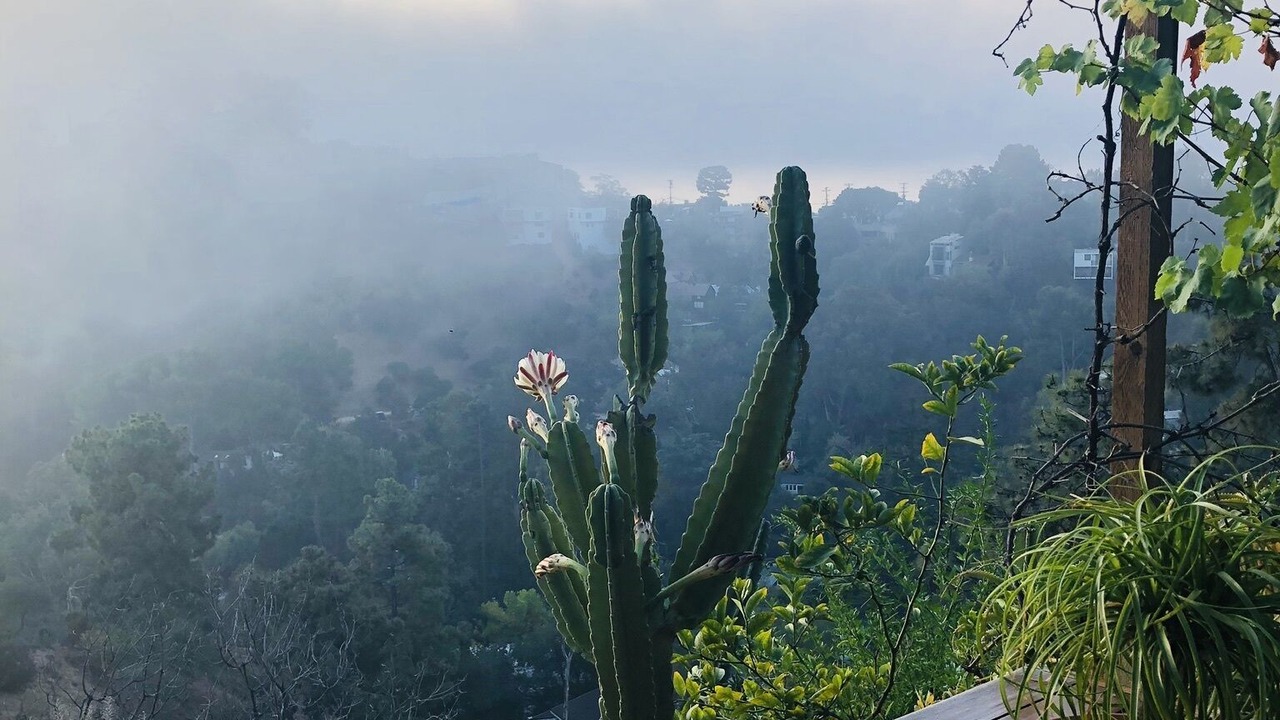 Photo of Outdoor in Hollywood Hills West