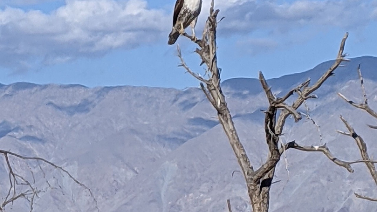 Photo of Others in Borrego Springs