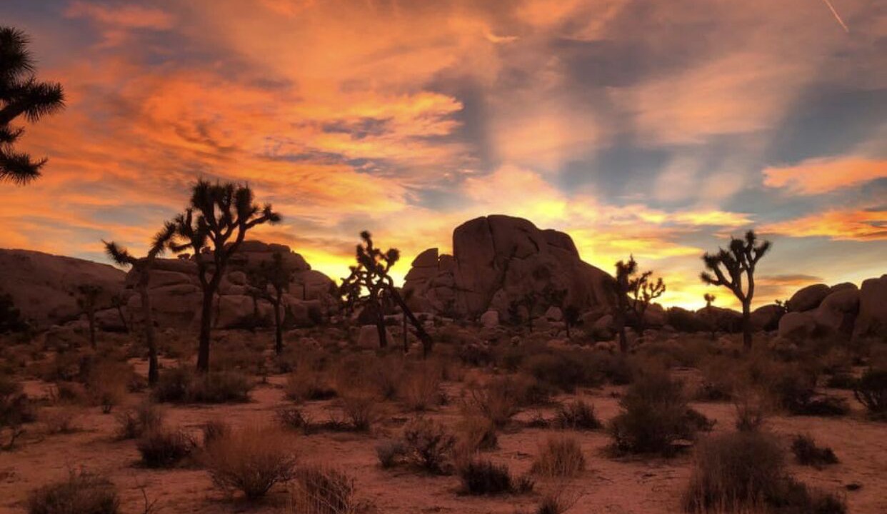 Photo of Others in Wonder Valley