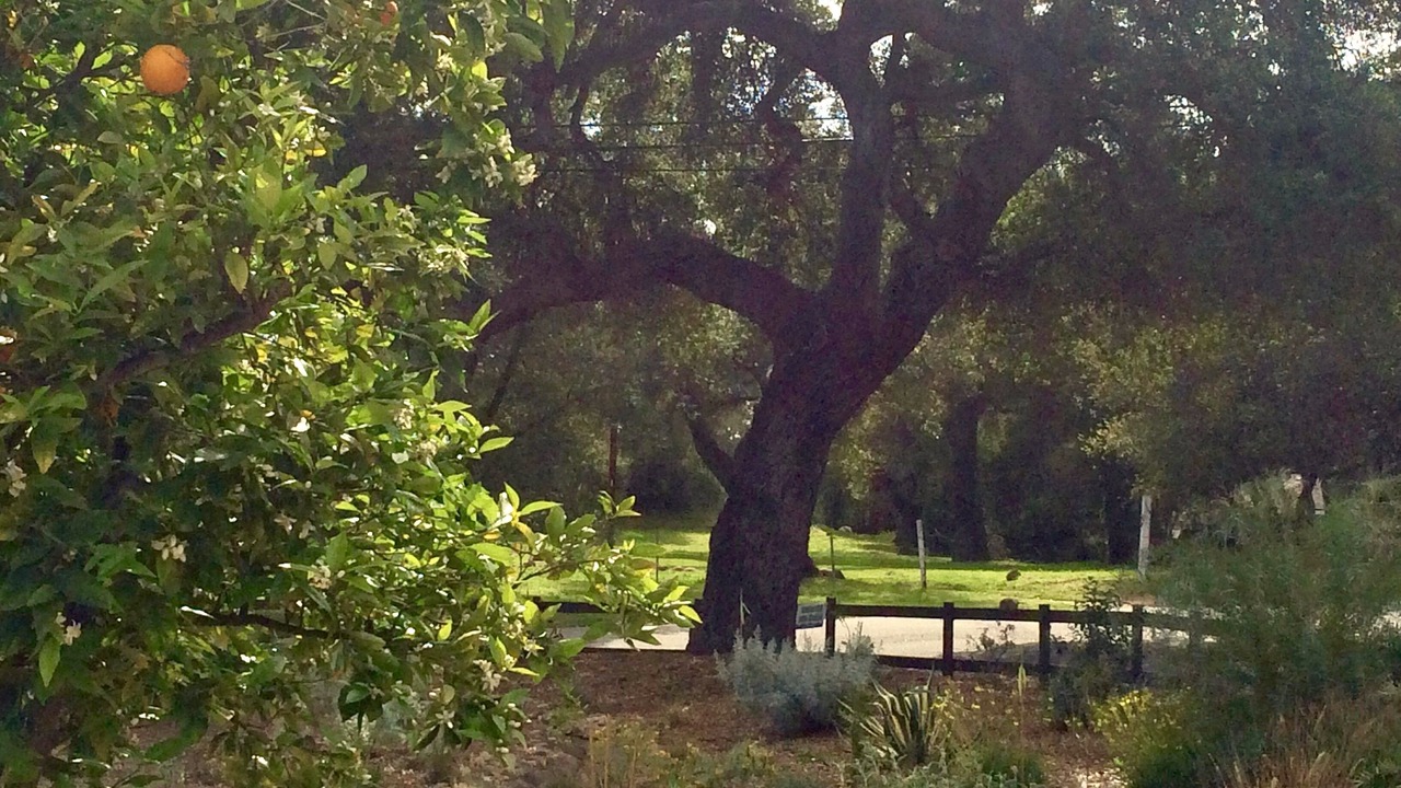 Photo of Outdoor in Meiners Oaks
