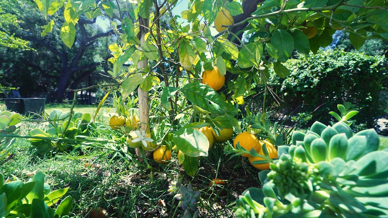 Photo of Outdoor in Meiners Oaks