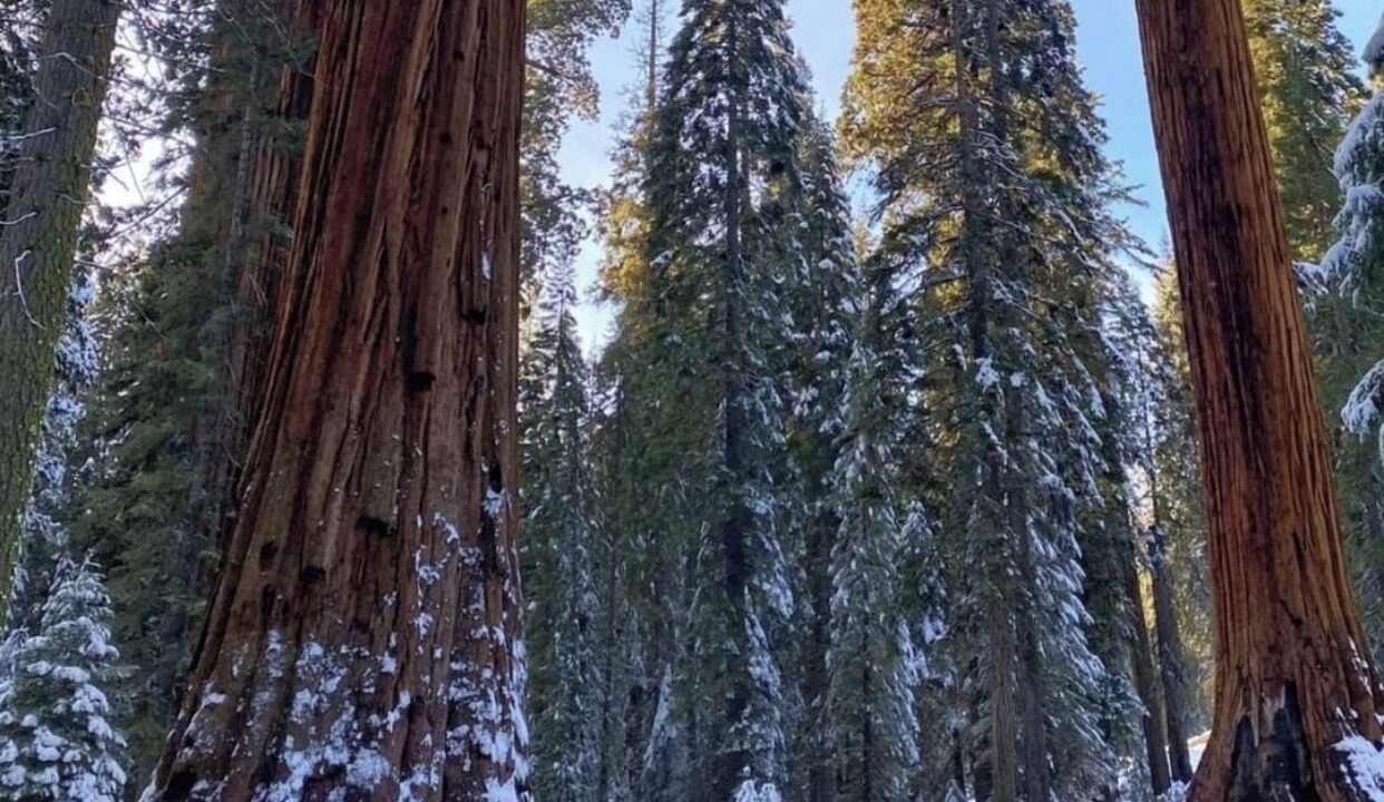 Photo of Outdoor in Springville