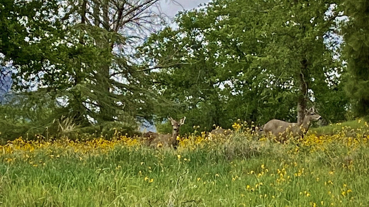 Photo of Others in Three Rivers
