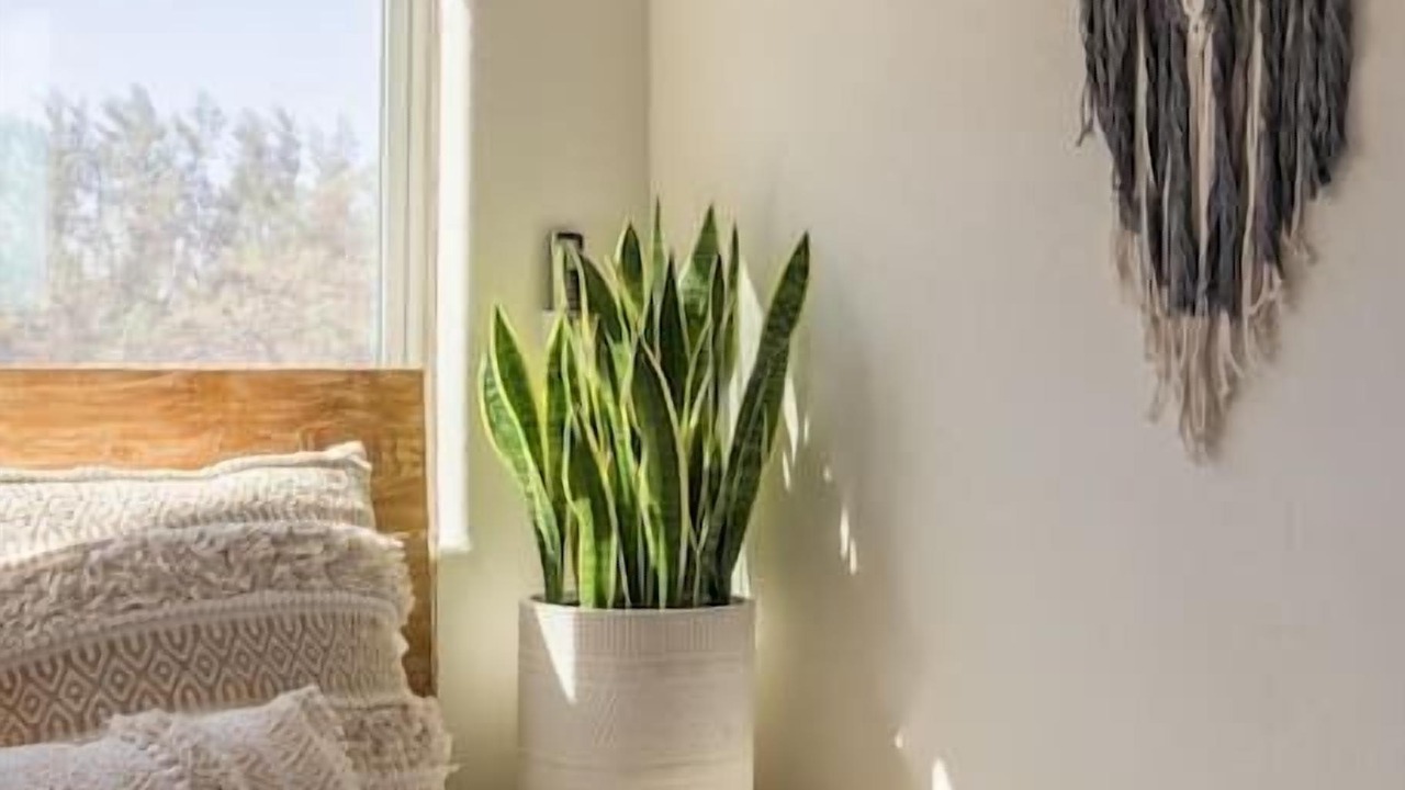Photo of Bedroom in Wonder Valley