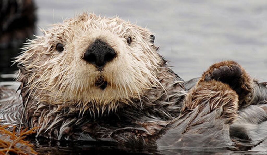 Photo of Others in Moss Landing