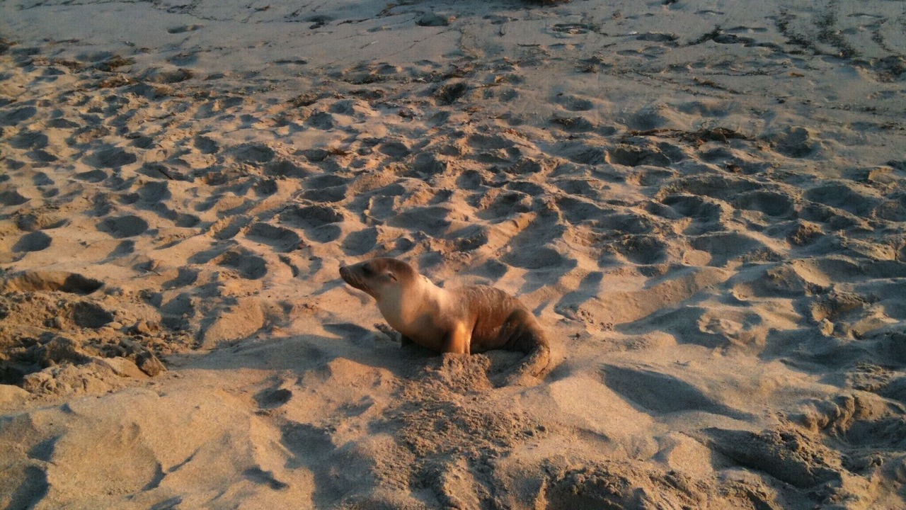 Photo of Others in Oxnard Shores