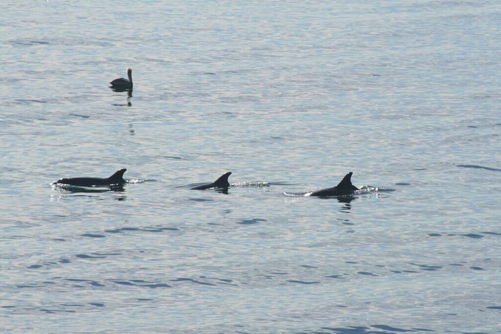 Photo of Others in Eastern Malibu