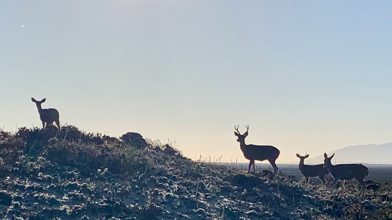 Photo of Others in Castroville