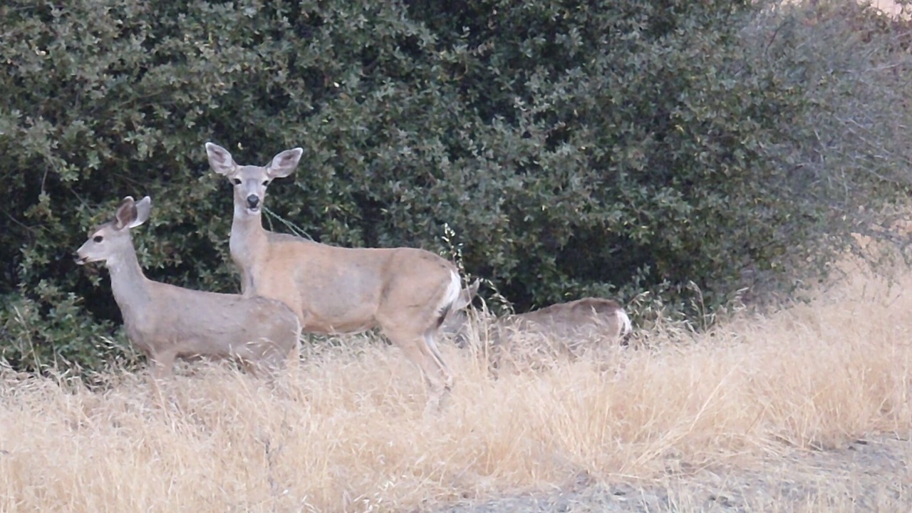 Photo of Others in California Hot Springs