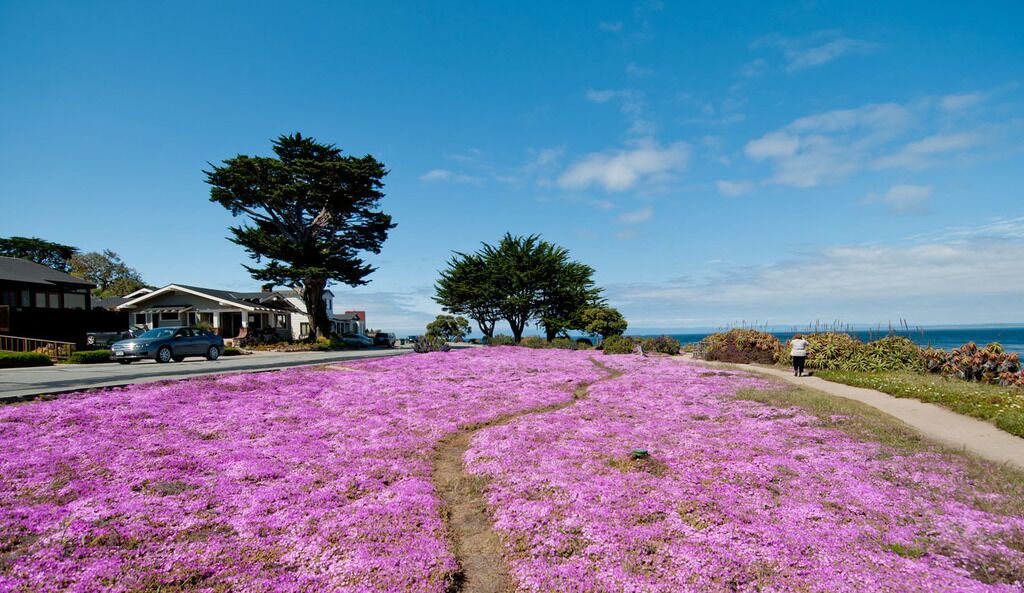 Photo of Others in Pacific Grove