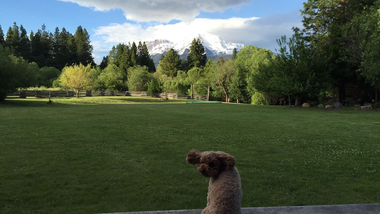 Photo of Others in Mount Shasta