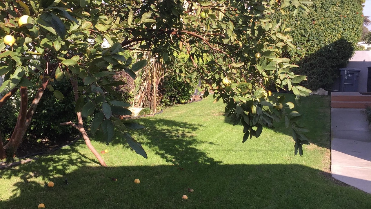 Photo of Outdoor in West Torrance