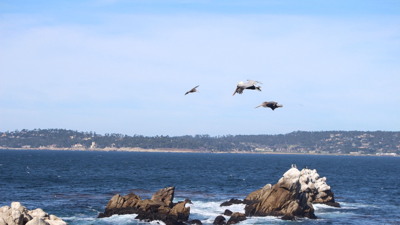 Photo of Others in Carmel Point