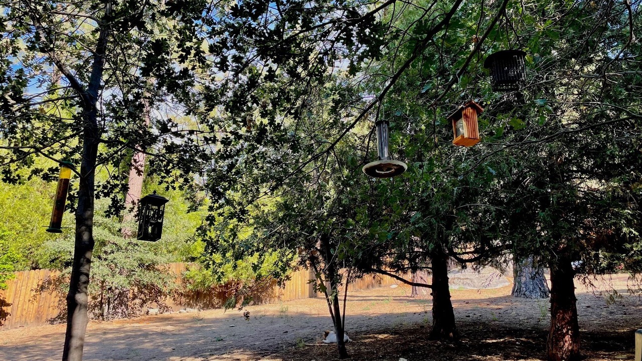 Photo of Others in Idyllwild