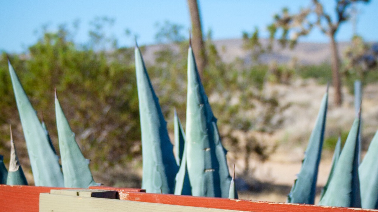 Photo of Others in Yucca Valley