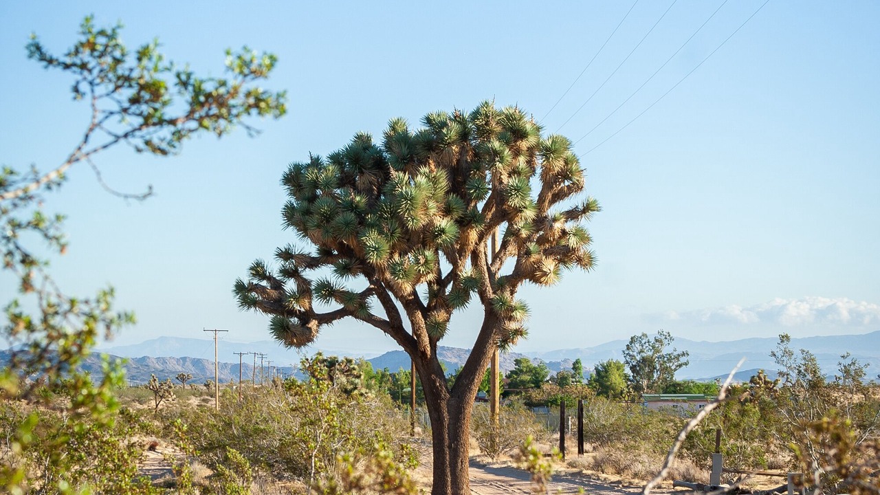 Photo of Others in Yucca Valley
