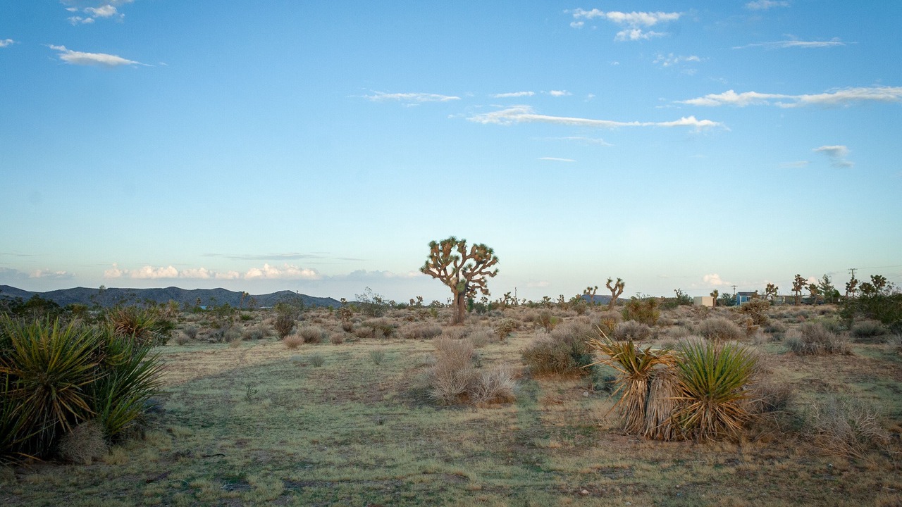 Photo of Outdoor in Yucca Valley