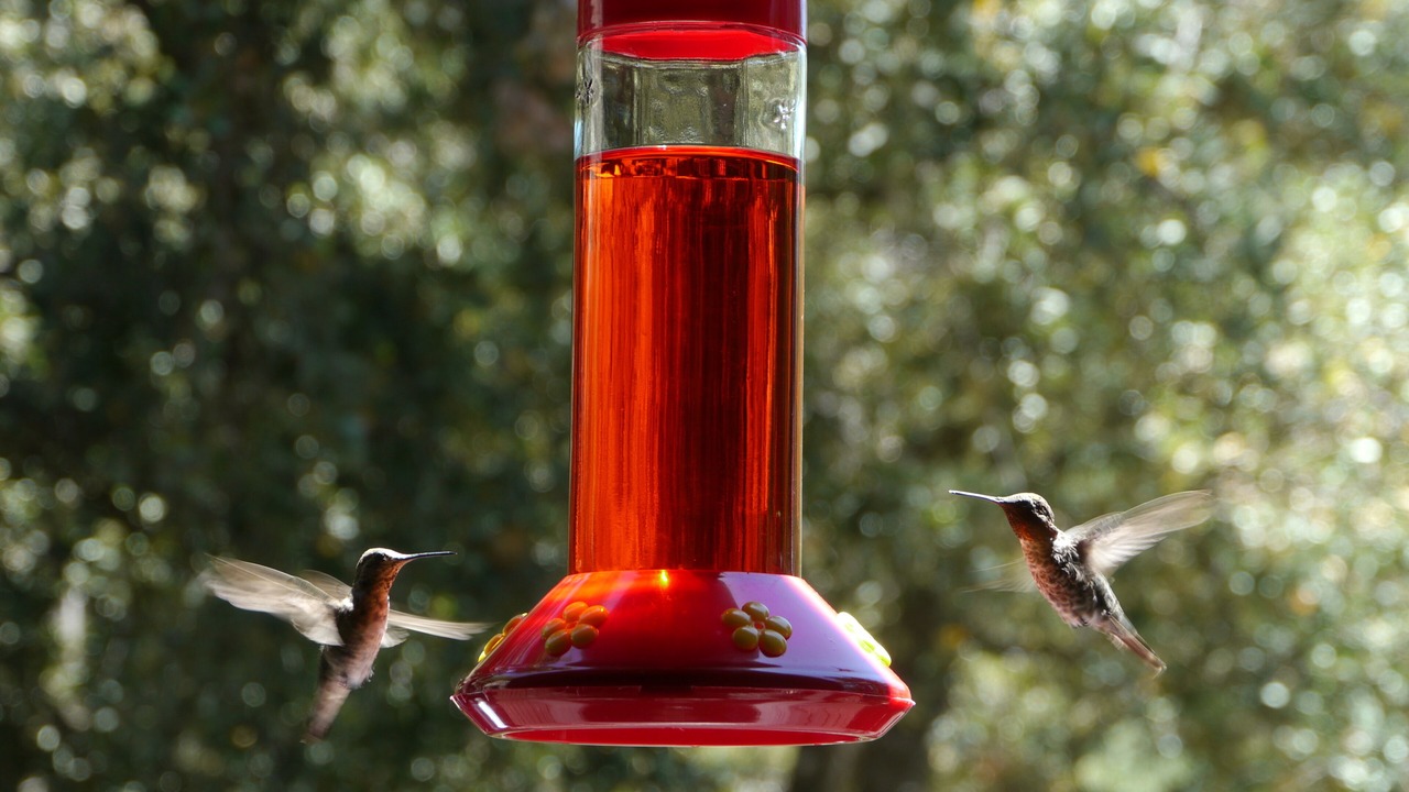 Photo of Others in Idyllwild