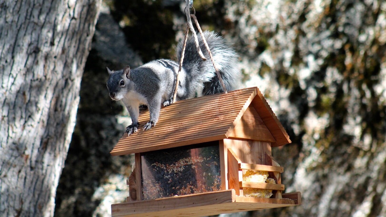 Photo of Others in Idyllwild