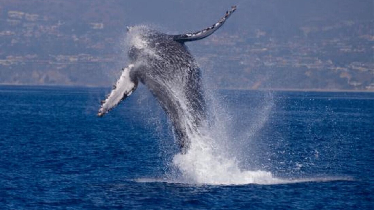 Photo of Others in Dana Point