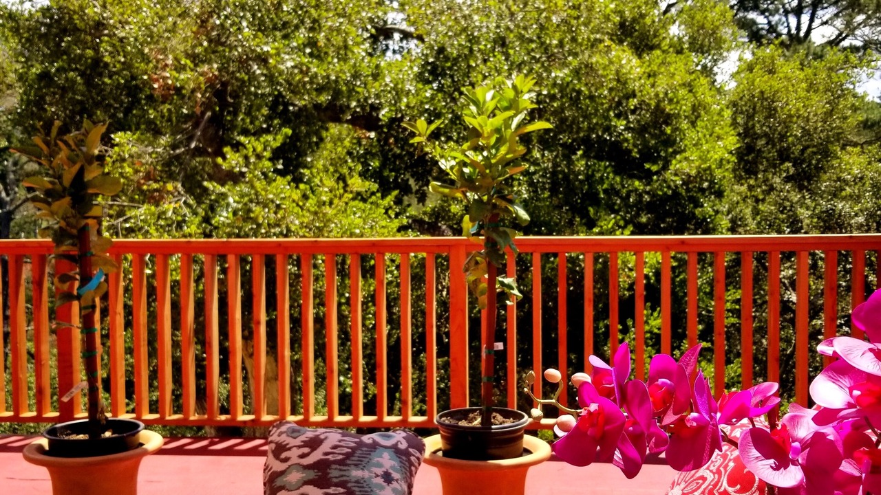 Photo of Patio Balcony in Hatton Fields