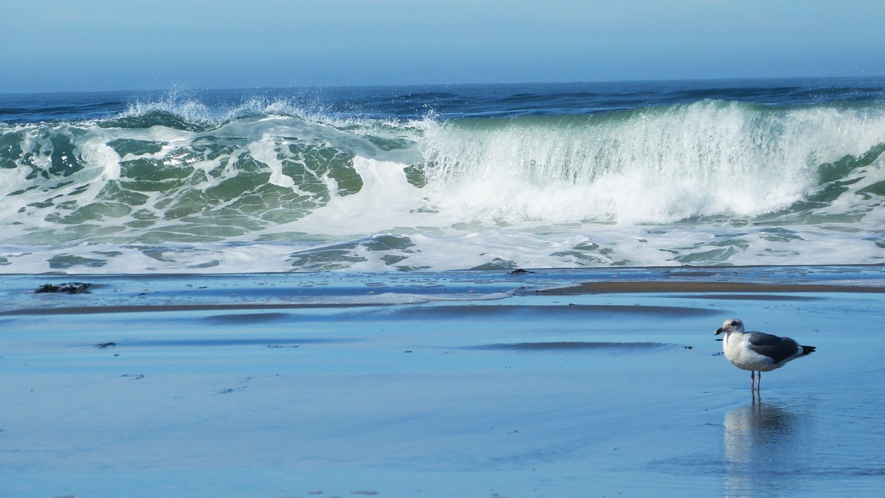 Photo of Others in Dillon Beach