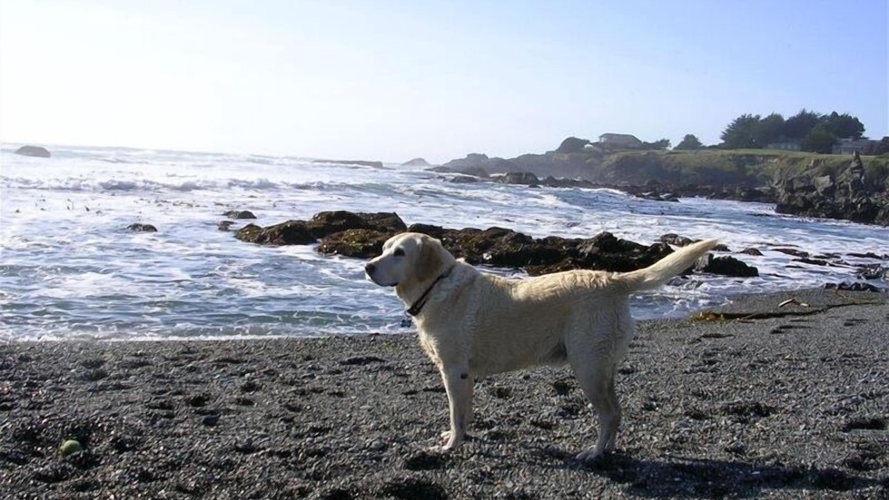 Photo of Others in Sea Ranch