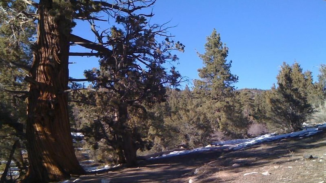 Photo of Outdoor in Big Bear City