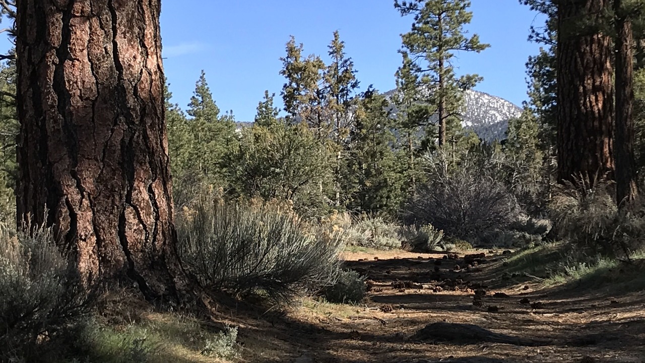 Photo of Others in Big Bear City