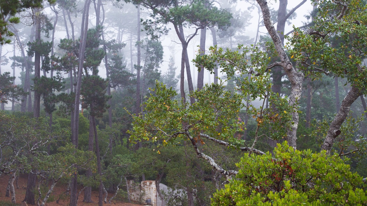 Photo of Others in Del Monte Forest