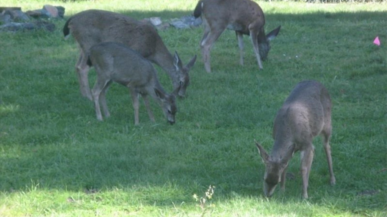 Photo of Others in Cleone