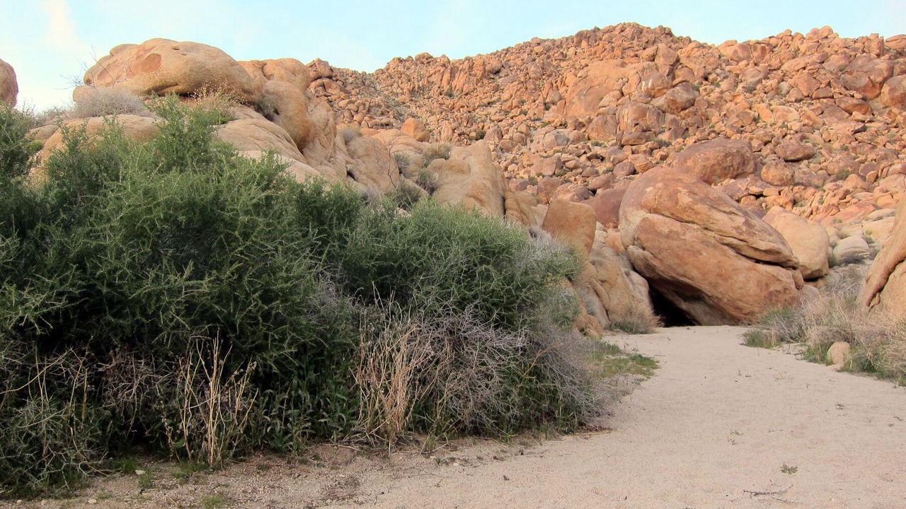 Photo of Others in Joshua Tree
