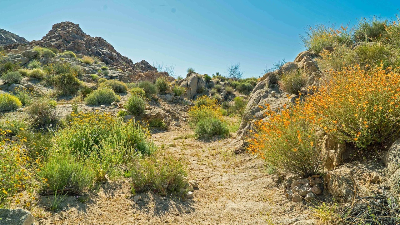 Photo of Others in Joshua Tree