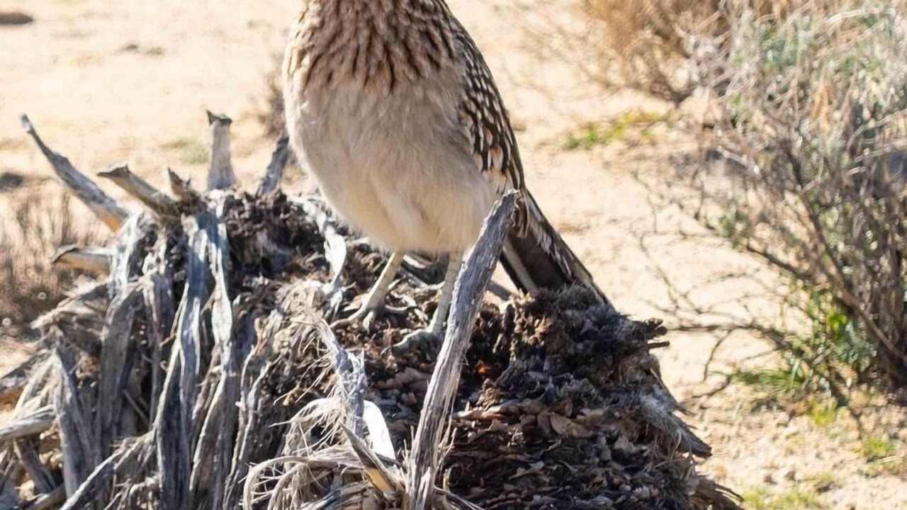 Photo of Others in Joshua Tree